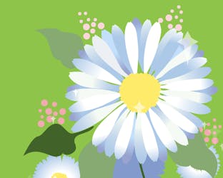 Fresh as a daisy